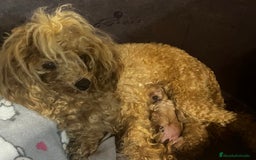 Caniche Toy perros en venta: Caniche mini toy - Imagen 5