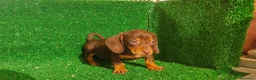 Teckel Miniatura perros en venta: Teckel miniatura  - Anuncio 5