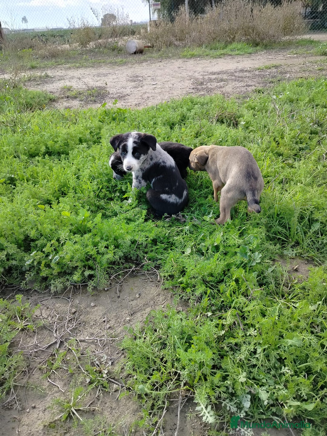 Border Collie perros en venta: BORDER COLLIE - Anuncio 5