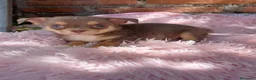 Chihuahua perros en venta: Chihuahuas machos isabelas disponibles - Anuncio 5