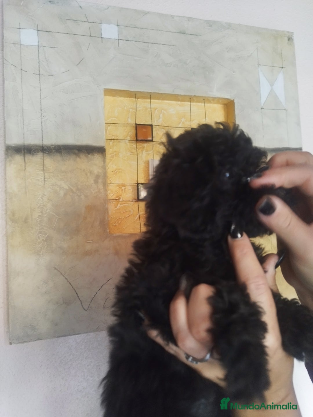 Caniche Toy perros en venta: CANICHE HEMBRA NEGRA EXCLUSIVA - Anuncio 3