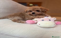 Maltipoo perros en venta: Maltipoo de caramelo toy hembra  - Imagen 8