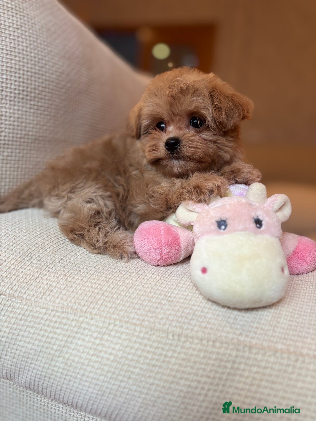 Maltipoo perros en venta: Maltipoo de caramelo toy hembra  - Imagen 8