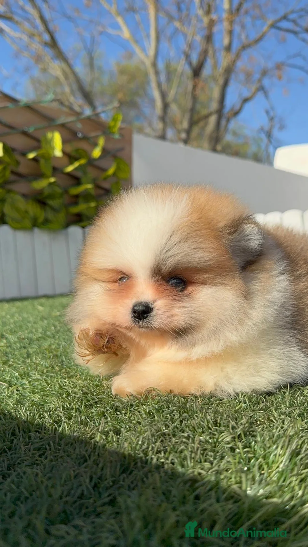 Pomerania perros en venta: POMERANIA MACHO - Anuncio 14
