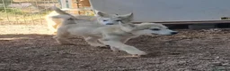 Alaskan Malamute perros en venta: Alaskan Malamute hembras - Anuncio 3