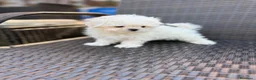 Bichón Maltés perros en venta: Bichon Maltés Mini listo para entregar !! - Anuncio 3