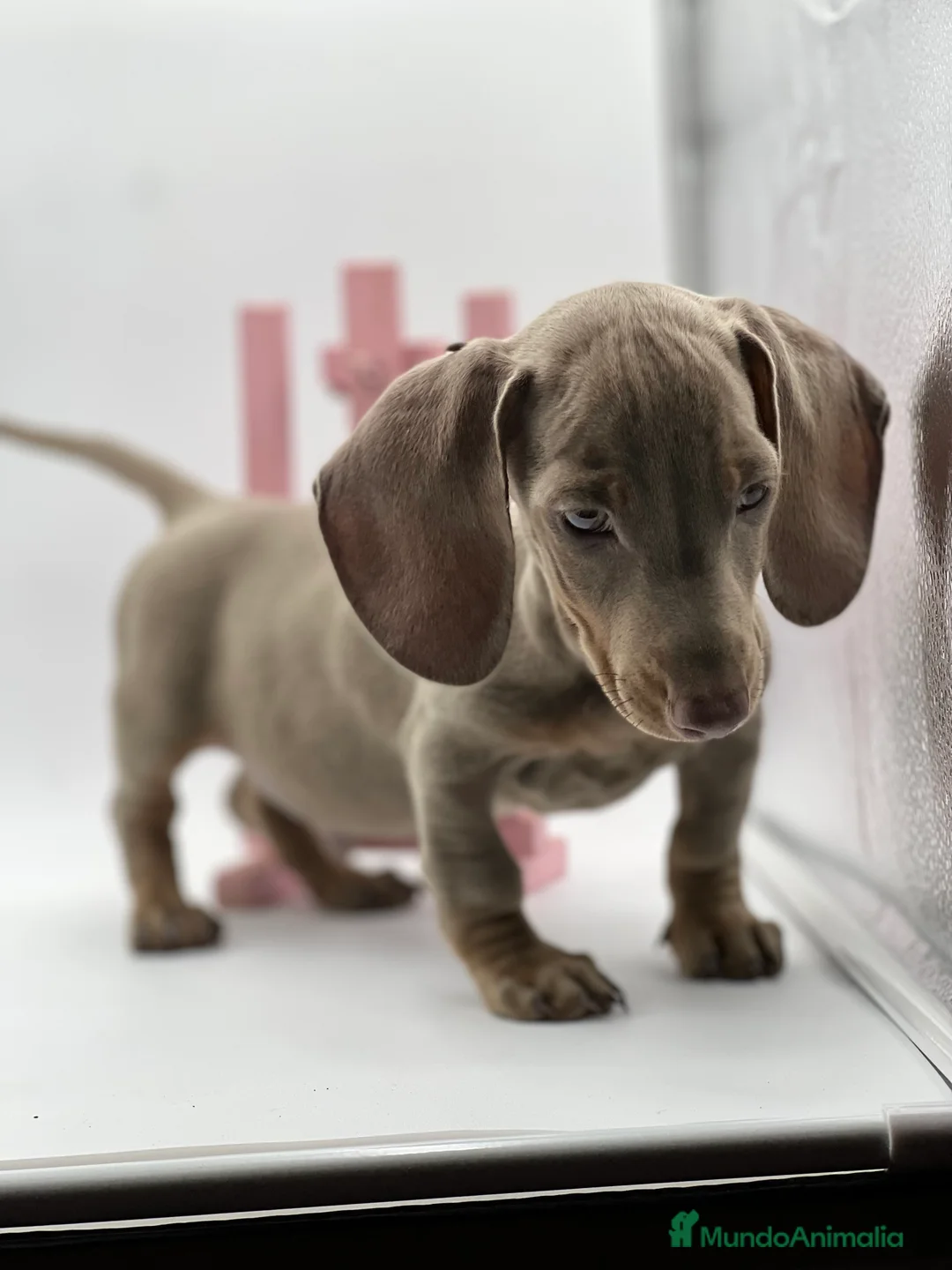 Teckel Miniatura perros en venta: Teckel puppy  en Ciudad Real - Anuncio 7