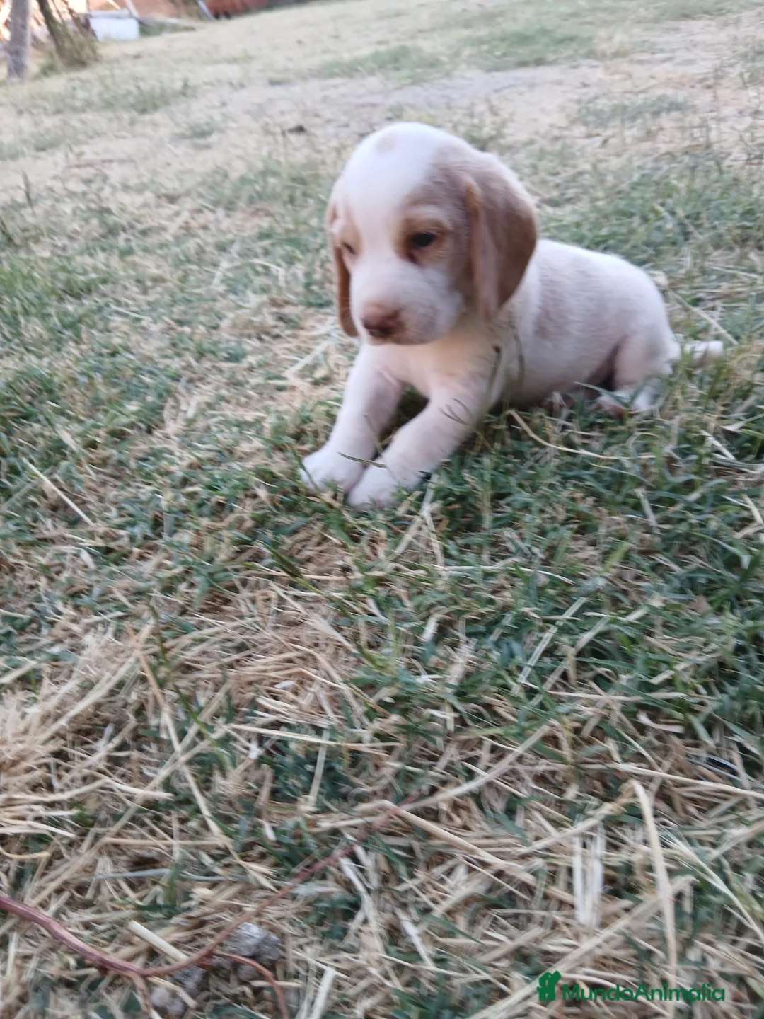 Beagle perros en venta: Beagle bicolor  - Anuncio 1