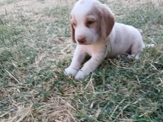 Beagle perros Beagle bicolor - Anuncio 2
