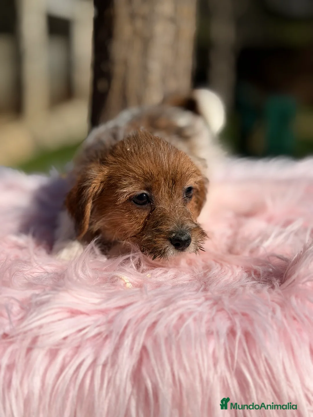 Jack Russell Terrier perros en venta: Jack Russell pelo Broken  - Anuncio 4