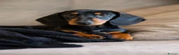 Teckel perros en venta: Teckel canichen negro y fuego - Anuncio 1