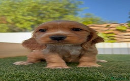 Cocker Spaniel Inglés perros en venta: COCKER SPANIEL INGLES - Imagen 12