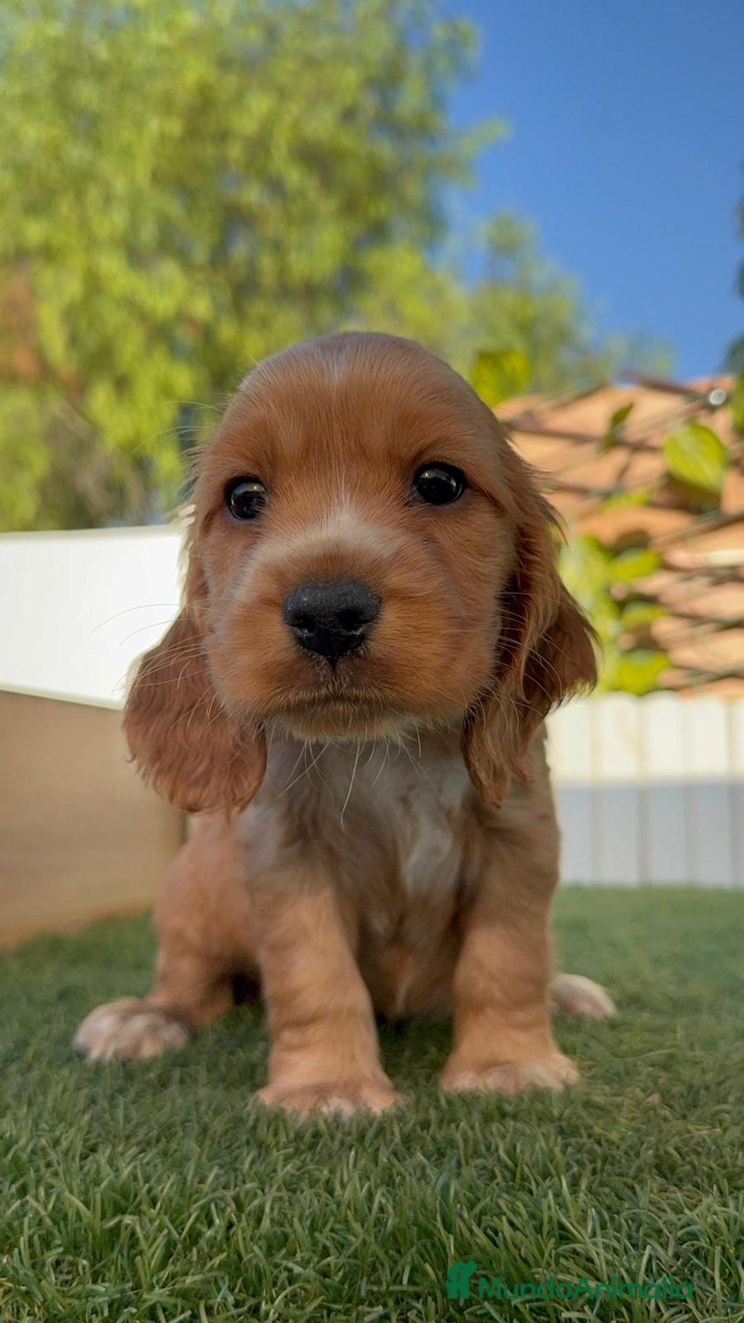 Cocker Spaniel Inglés perros en venta: COCKER SPANIEL INGLES - Imagen 12