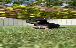 Chihuahua perros en venta: CHIHUAHUA MACHO - Imagen 15