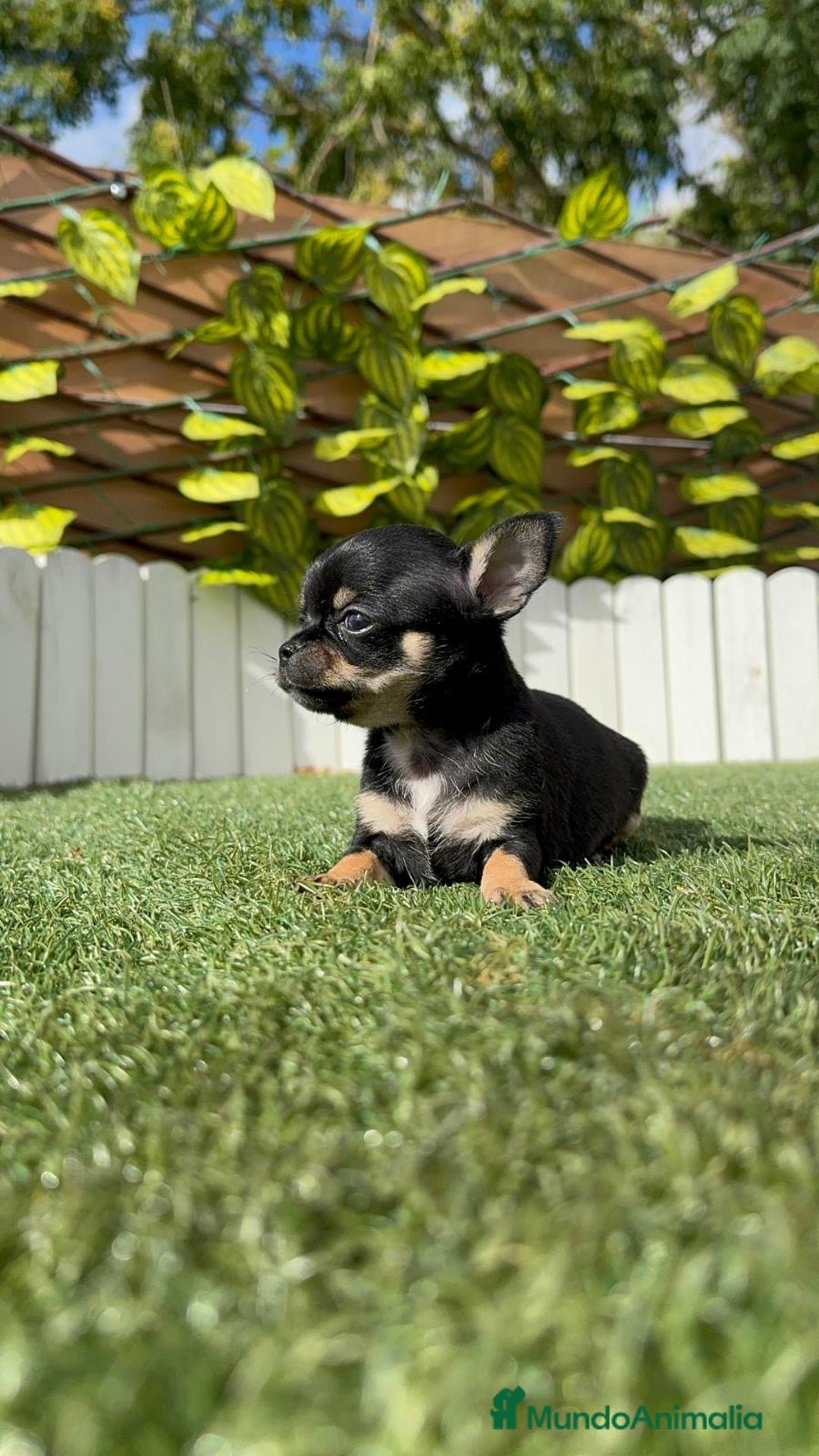 Chihuahua perros en venta: CHIHUAHUA MACHO - Imagen 15