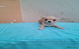 Chihuahua perros en venta: Chihuahua Toy machos  - Imagen 4