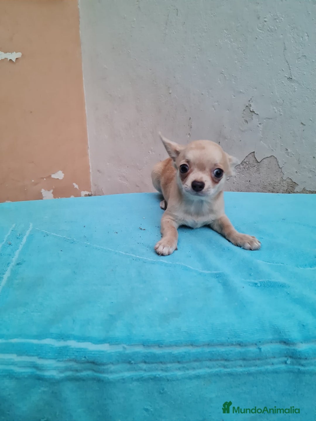 Chihuahua perros en venta: Chihuahua Toy machos  - Imagen 4