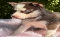 Husky Siberiano perros en venta: Husky siberiano  - Imagen 16