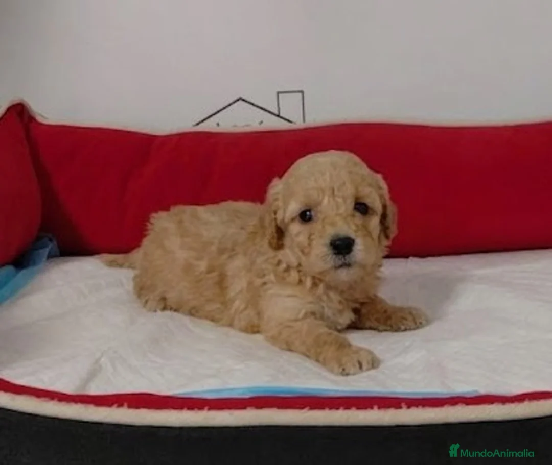 Caniche Enano perros en venta: caniches - Anuncio 5