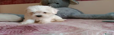 Bichón Maltés Cachorro 7