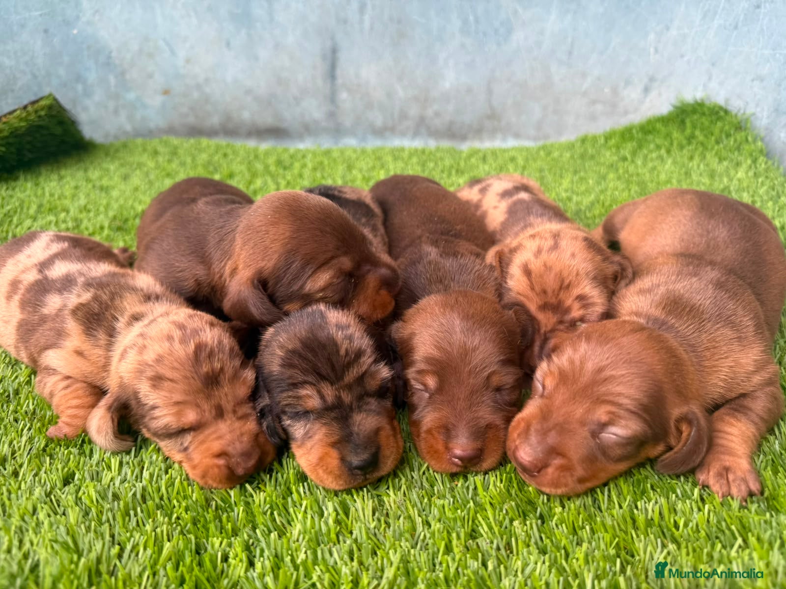 Teckel Miniatura perros TECKEL MINIATURA - Anuncio 2