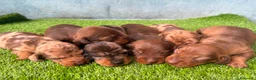 Teckel Miniatura perros en venta: TECKEL MINIATURA - Anuncio 1