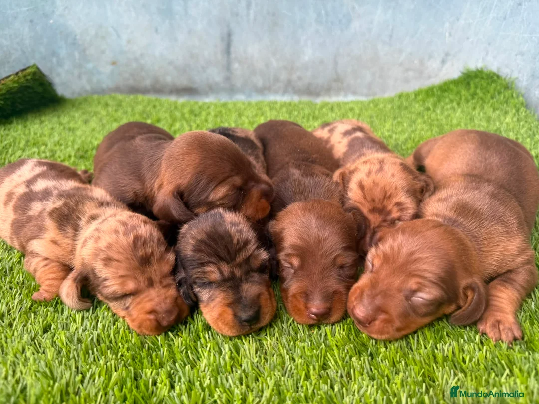 Teckel Miniatura perros en venta: TECKEL MINIATURA - Anuncio 1