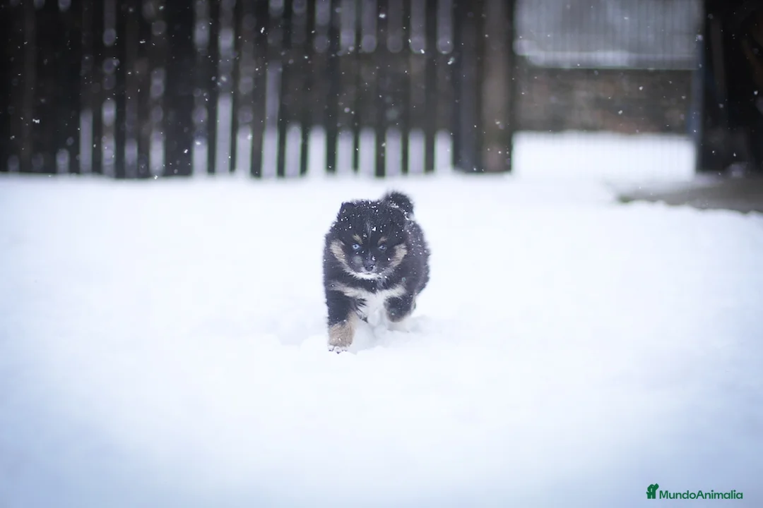 Pomsky perros en venta: Pomsky F5 - Anuncio 22