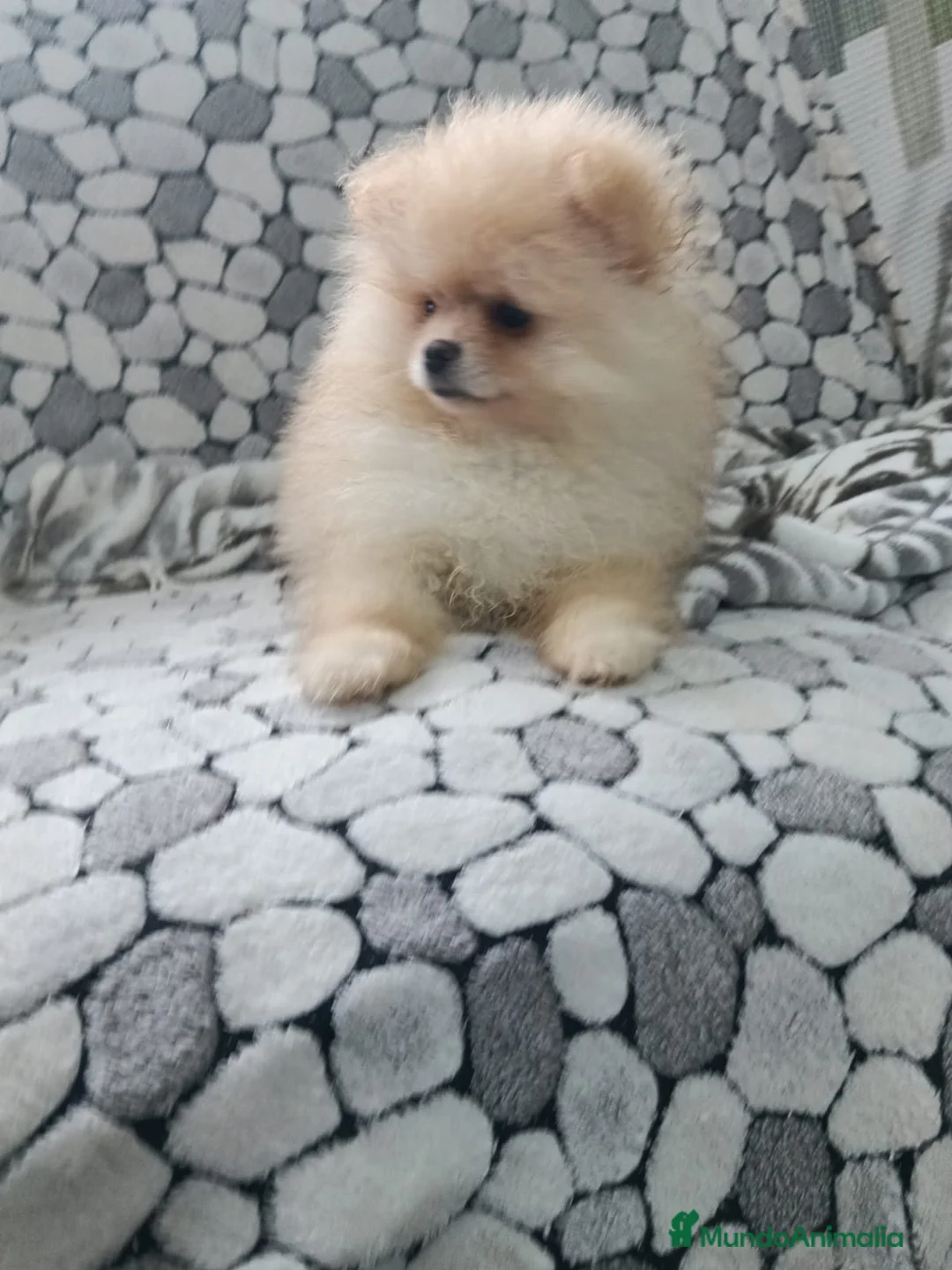 Pomerania perros en venta: Lulu Pomerania cara de oso  - Anuncio 7