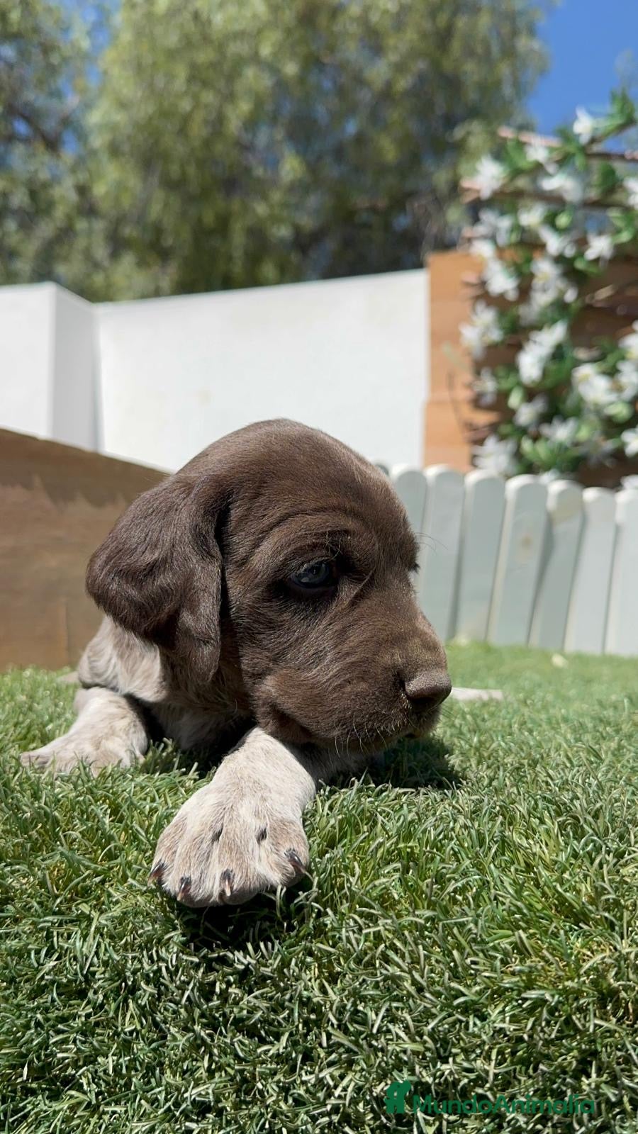 Braco Alemán de Pelo Corto perros en venta: BRACO ALEMAN - Anuncio 6