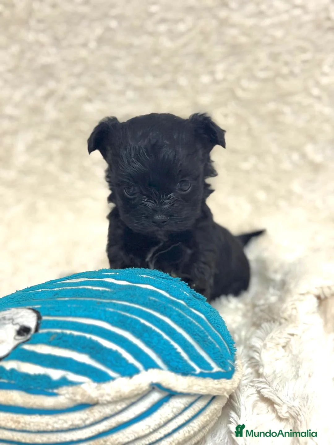 Yorkiepoo perros en venta: Yorkiepoo negrito  - Anuncio 1