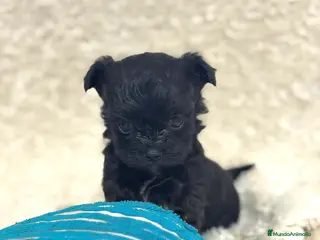 Yorkiepoo perros Yorkiepoo negrito - Anuncio 3