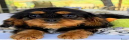 Cavalier King Charles Spaniel perros en venta: Cachorro Cavalier macho negro fuego  - Anuncio 3