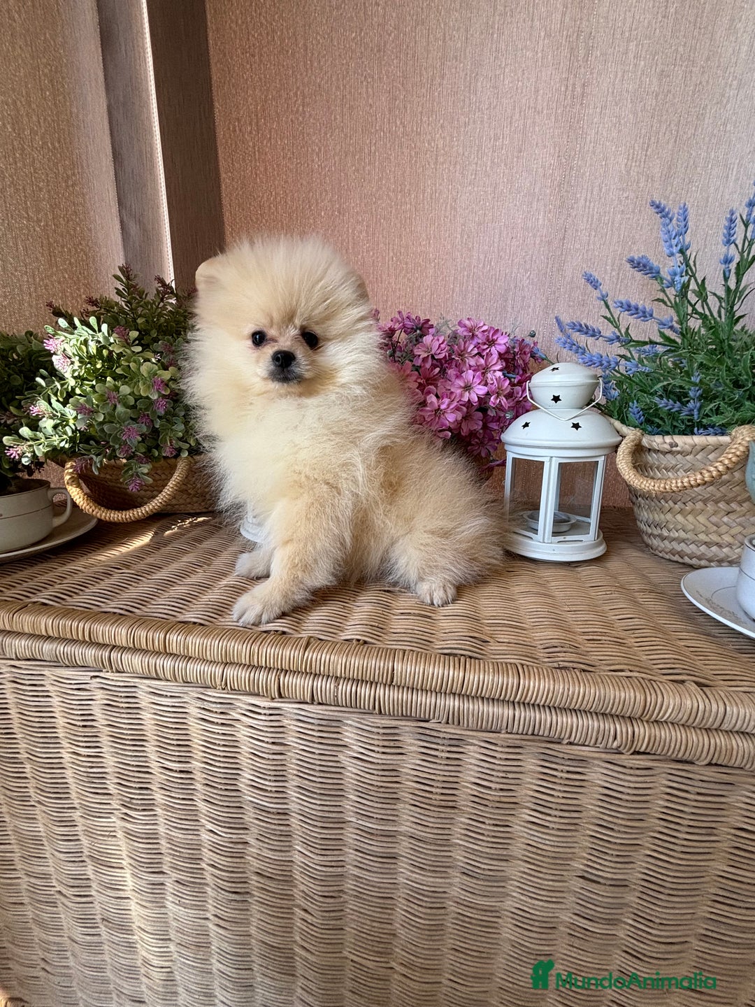 Pomerania perros en venta: Pomerania hembra vacunación completa  - Imagen 8
