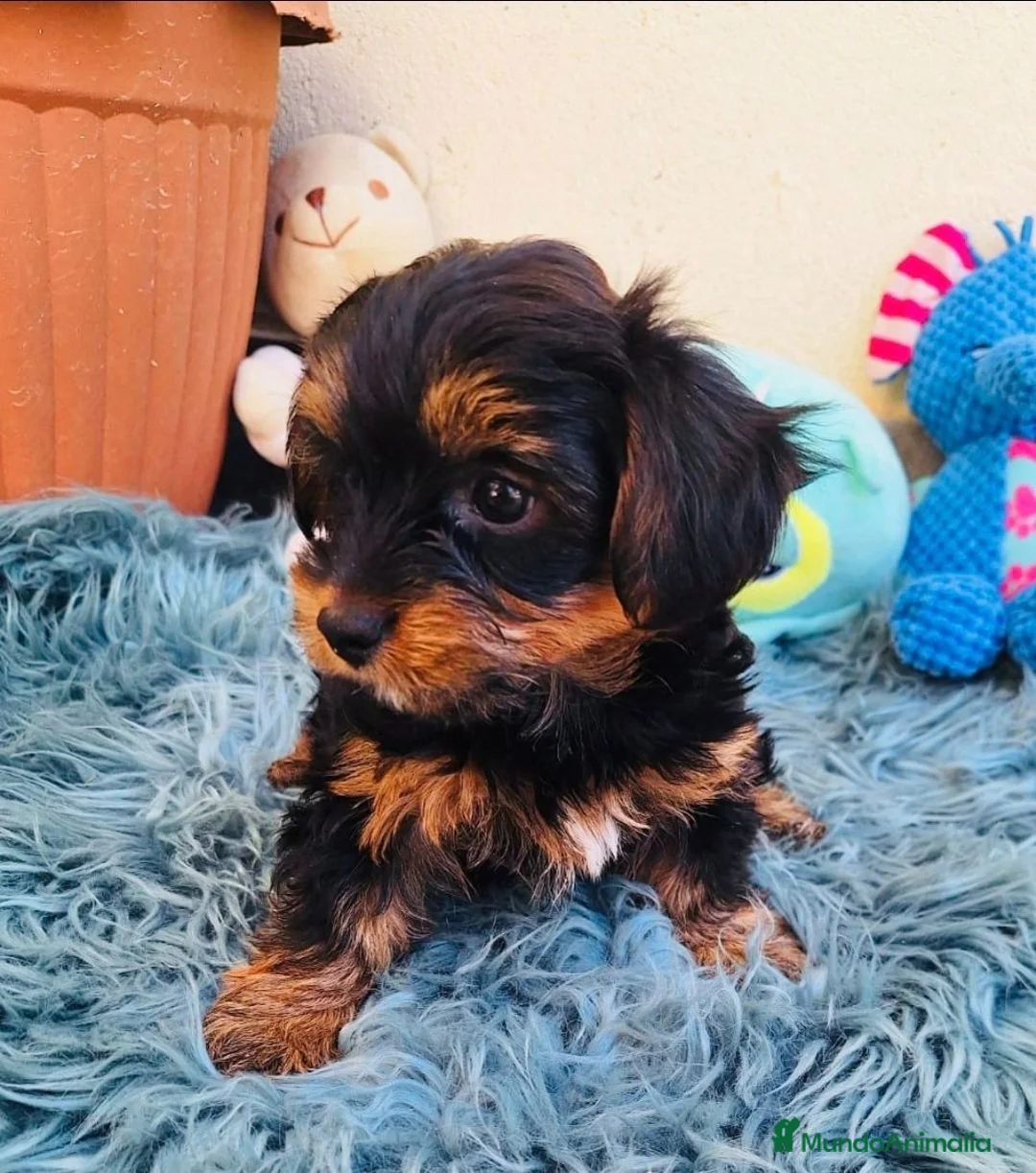 Yorkshire Terrier perros en venta: Yorsay estándar  - Anuncio 4