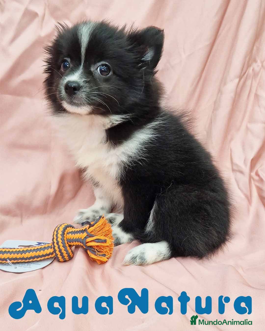 Chihuahua perros Pomchi Hembra de Aspi y Manchitas 4193- AQUANATURA en Barcelona - Anuncio 14