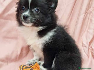 Chihuahua perros Pomchi Hembra de Aspi y Manchitas 4193- AQUANATURA en Barcelona - Anuncio 28