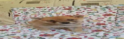 Shiba Inu perros en venta: SHIBA INU - Anuncio 4