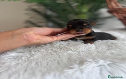Yorkshire Terrier perros en venta: YORKSHIRE TERRIER - Imagen 4