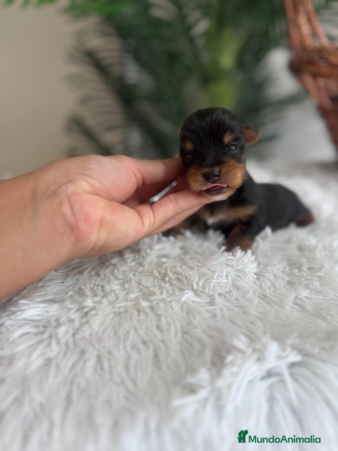 Yorkshire Terrier perros en venta: YORKSHIRE TERRIER - Imagen 4