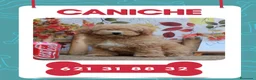 Caniche Enano perros en venta: Camadas disponibles de caniche toy - Anuncio 1