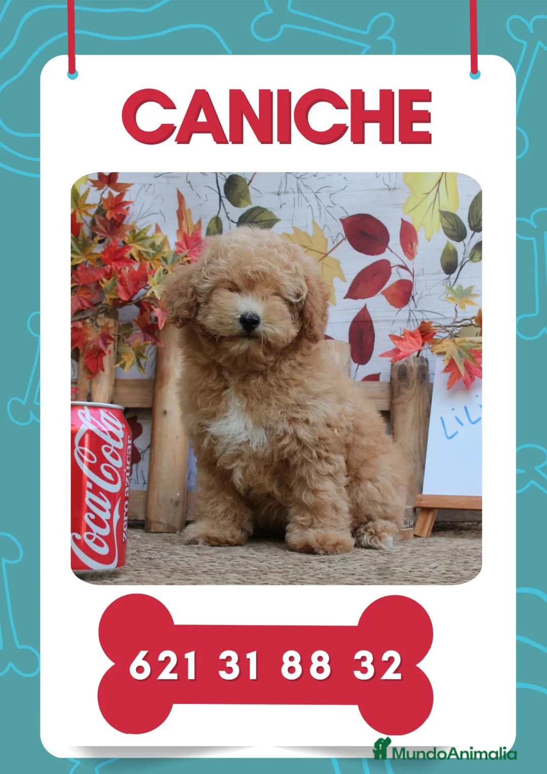 Caniche Enano perros en venta: Camadas disponibles de caniche toy - Anuncio 1