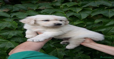Golden Retriever perros - Propaganda 5