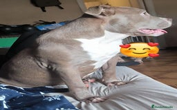 American Bully perros en venta: American Bully XL - Imagen 1