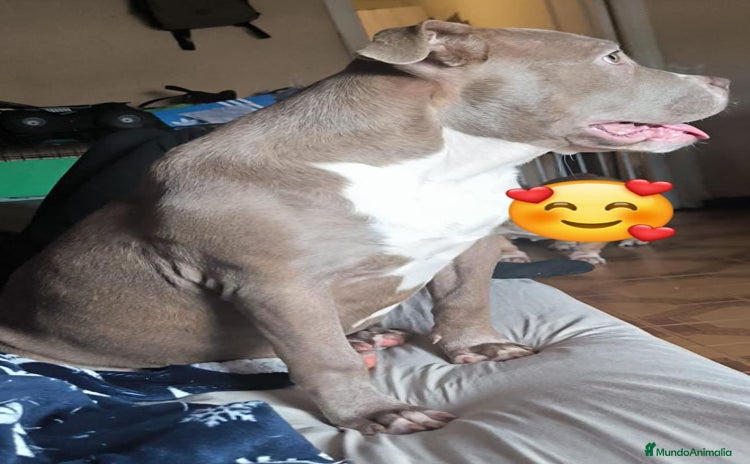 American Bully perros - Anuncio 1