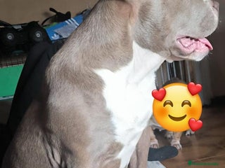 American Bully perros - Anuncio 1