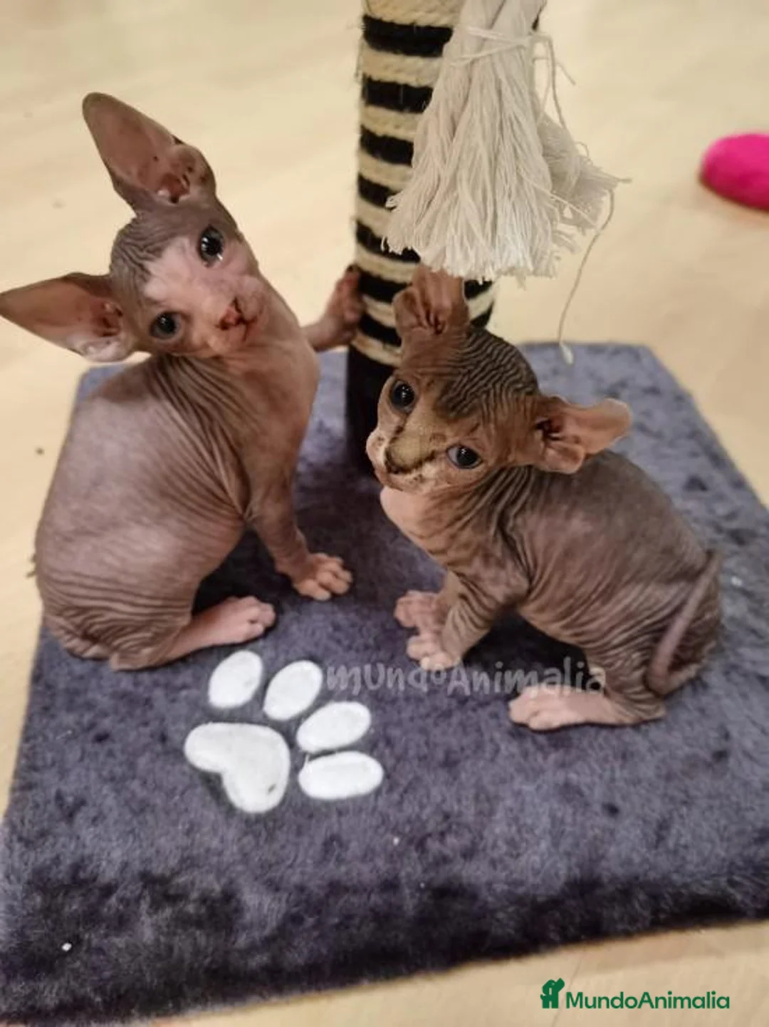 Imagen de galería {{count}}