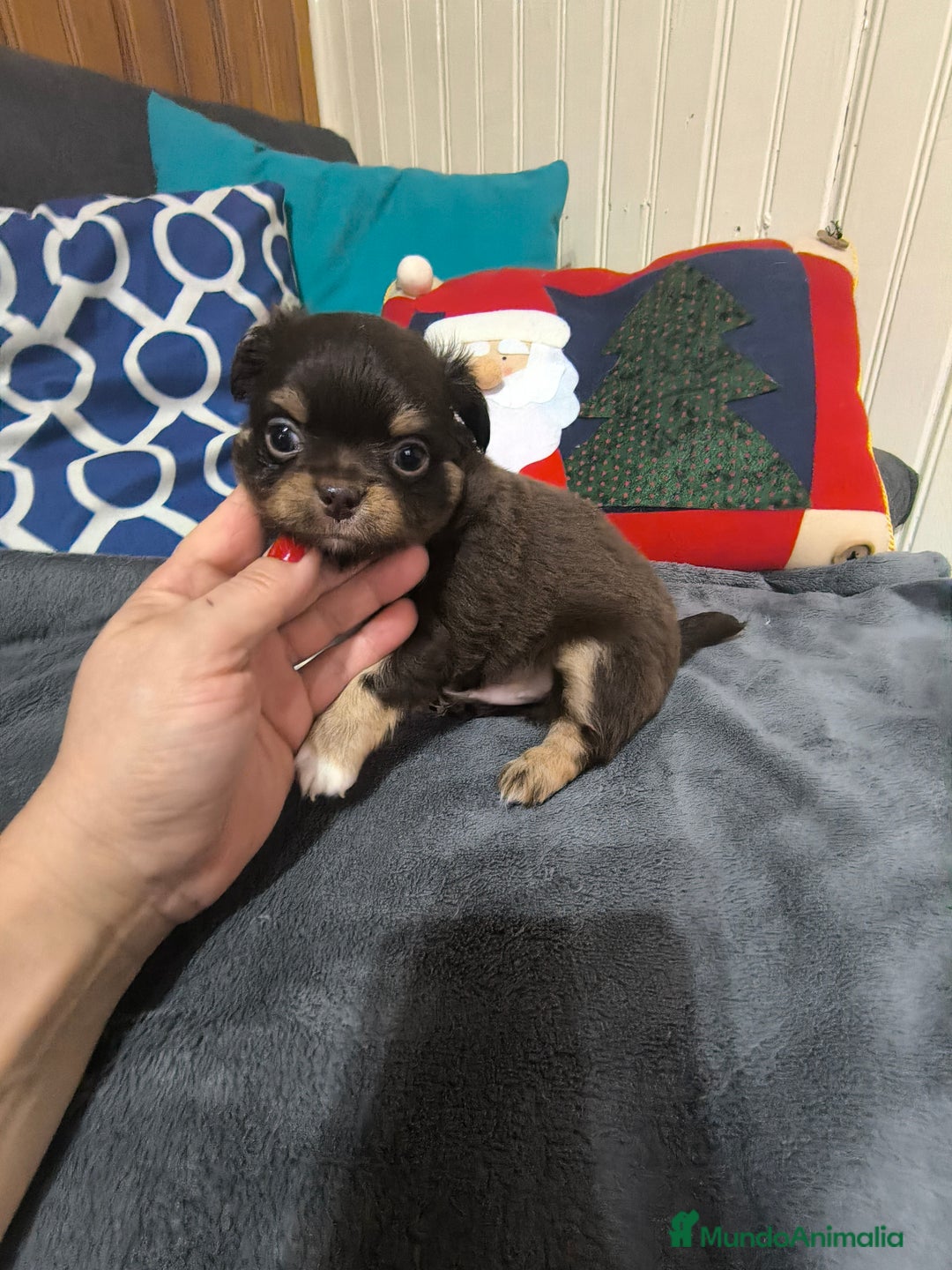 Chihuahua perros en venta: Chihuahua mini en Curtis La Coruña  - Anuncio 1