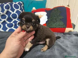 Chihuahua perros Chihuahua mini en Curtis La Coruña - Anuncio 35