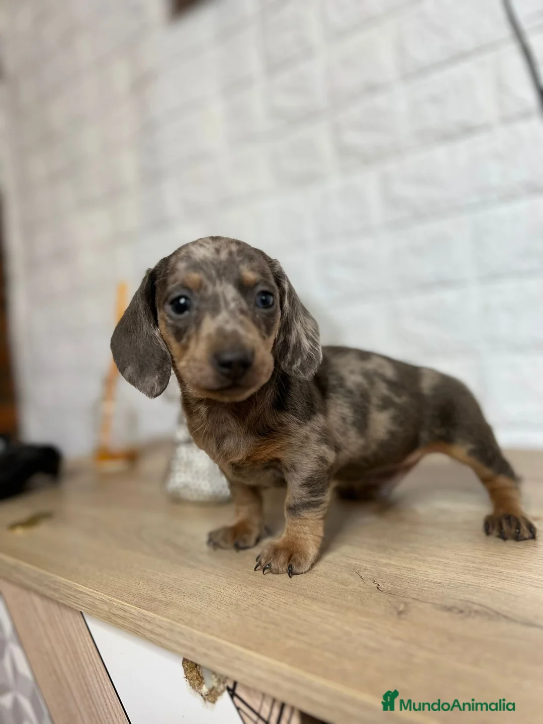 Teckel perros en venta: TECKEL //// DUCHSHUND  en Badajoz - Anuncio 5